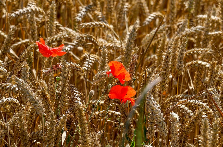 Corn Field, Poppies, Fields, Nature, meadow, summer, outdoor HD wallpaper
