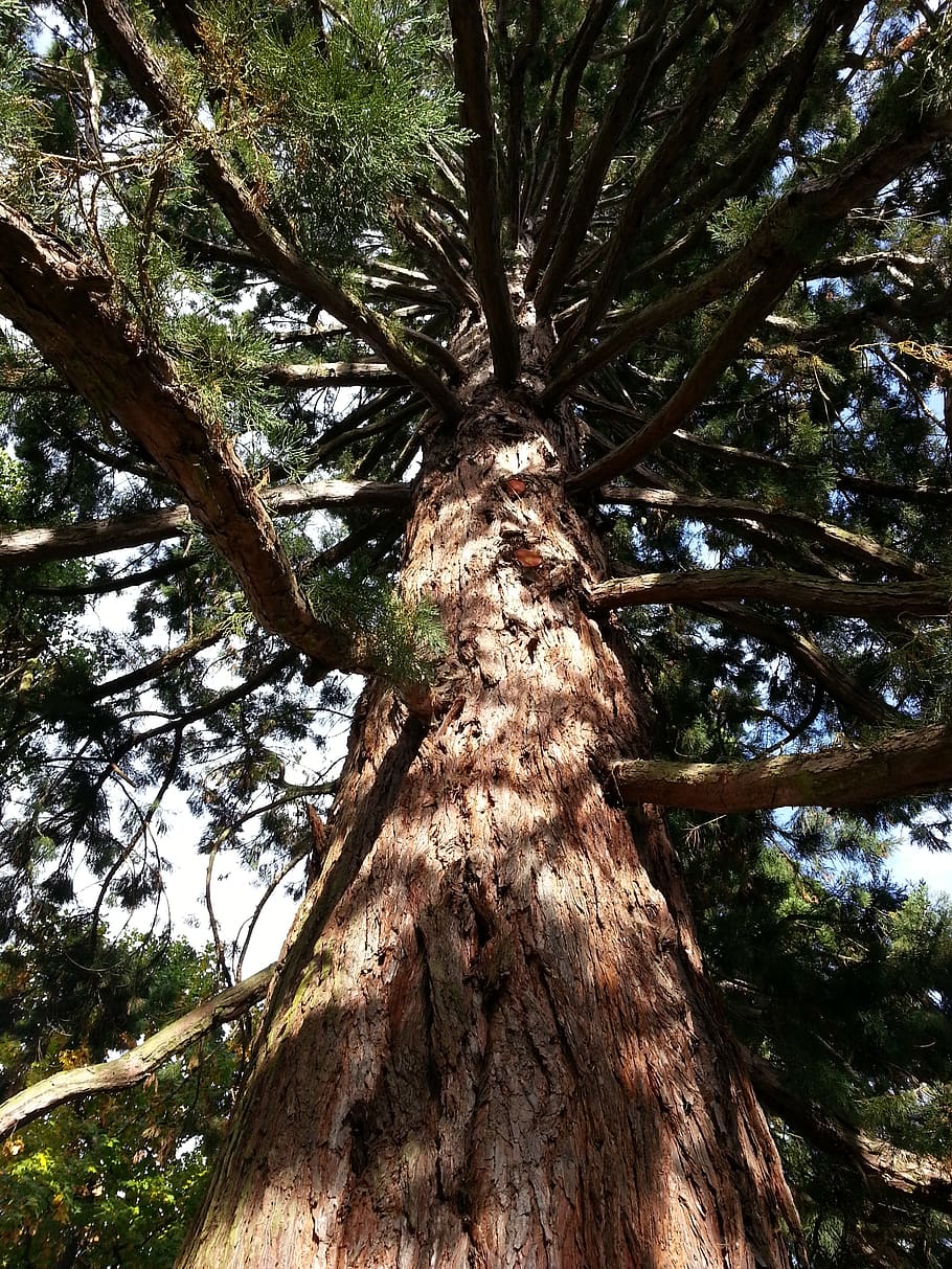 sequoia, tree, branches, trunk, forest, plant, tree trunk, low angle view HD wallpaper