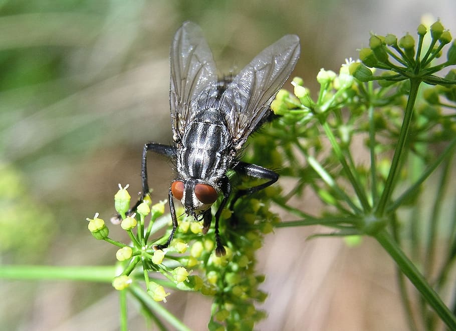 fly, insect, nature, invertebrate, animal wildlife, animal themes HD wallpaper