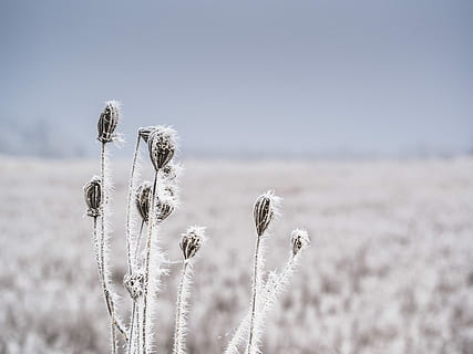 selective focus of white and black plant during daytime, fields HD wallpaper