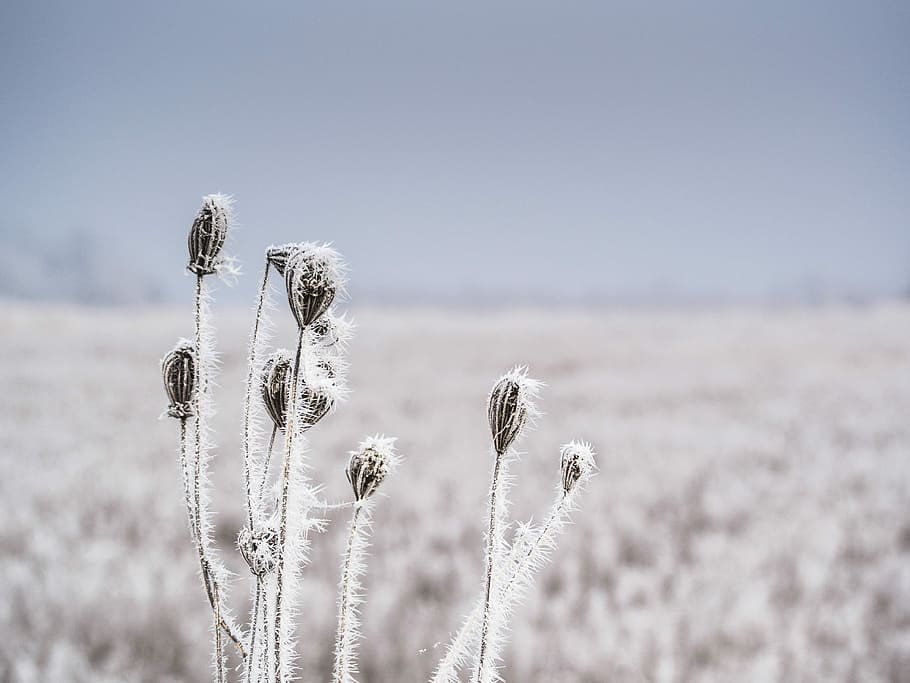 selective focus of white and black plant during daytime, fields HD wallpaper