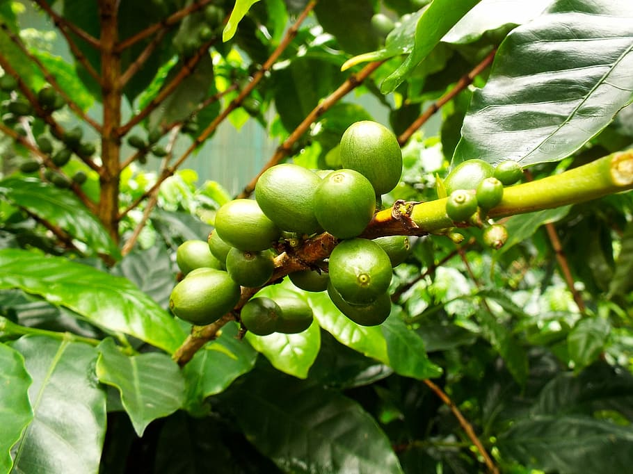 coffee, coffee beans, coffee plant, organic, costa rica, travel, HD wallpaper