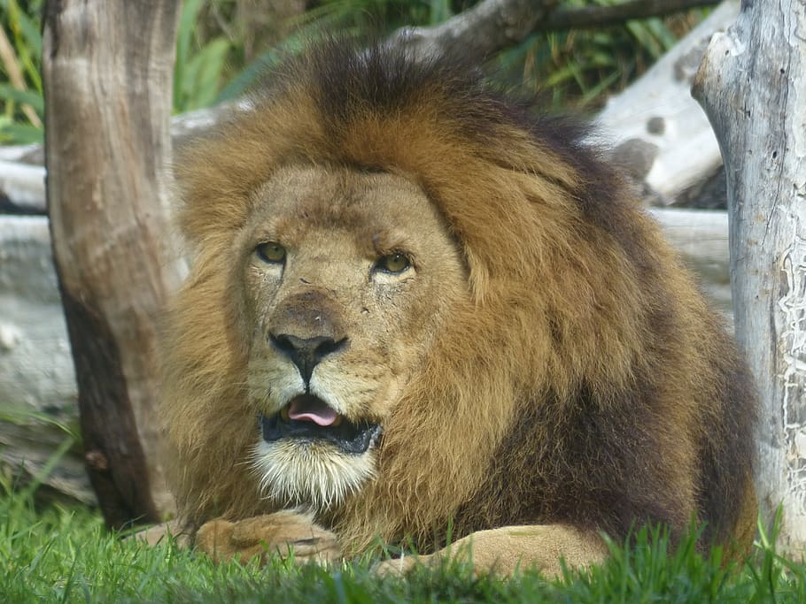 lion, cat, zoo, animal wildlife, mammal, animal themes, animals in the wild HD wallpaper