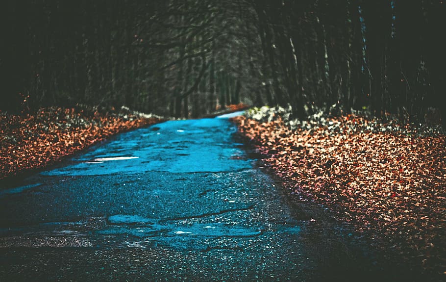 way, forest, foliage, trail, autumn, nature, no people, the way forward HD wallpaper