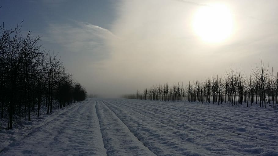 Winter, Snow, White, Cold, Nature, Trees, plane, frozen, sky HD wallpaper