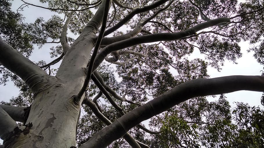 Twigs, Trunk, Plants, Tree, Nature, sky, old tree, tree trunk HD wallpaper