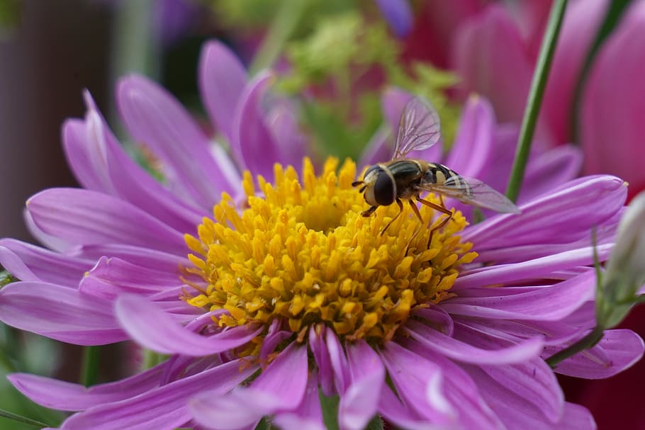 Flower, Bee, Summer, one animal, insect, purple, petal, plant HD wallpaper