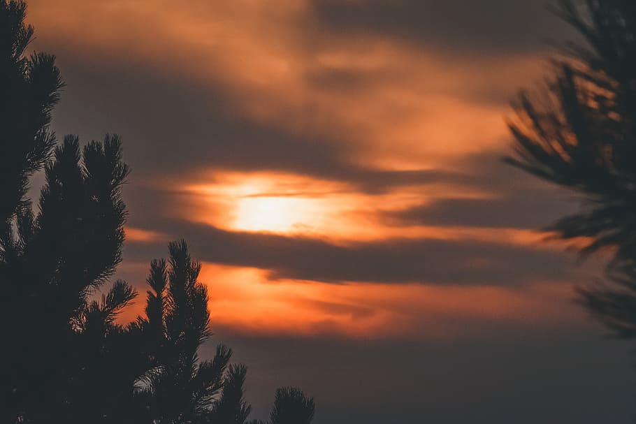 pine tree silhouette during golden hour, silhouette of trees during golden hour HD wallpaper