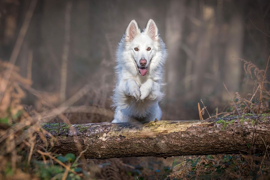 white dog jumping over log, untitled, tree, forest, brown, grass HD wallpaper