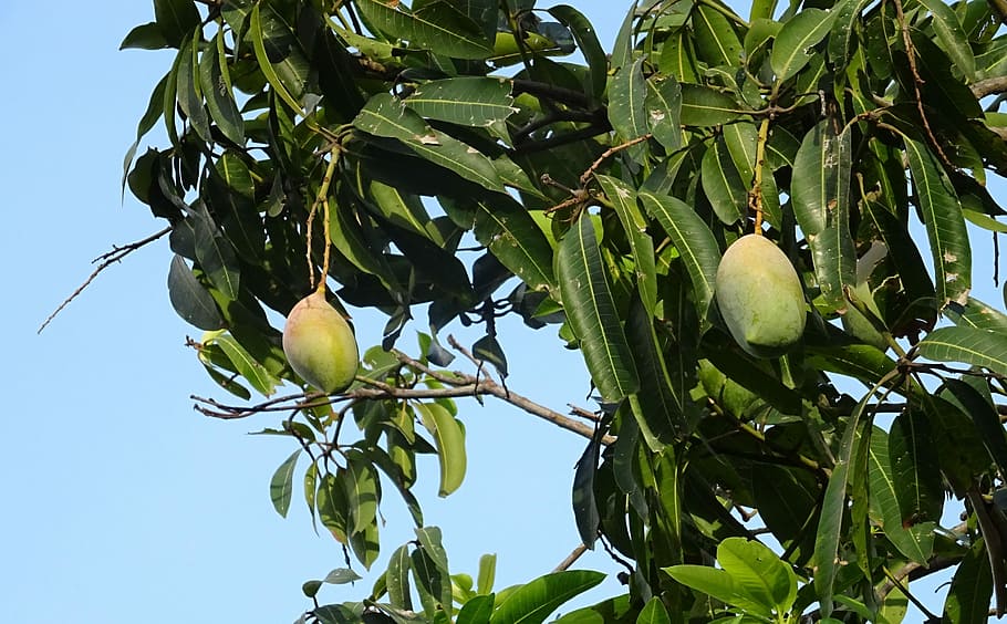 Mango, Fruit, Mangifera Indica, Tropical, sweet, natural, organic, HD wallpaper