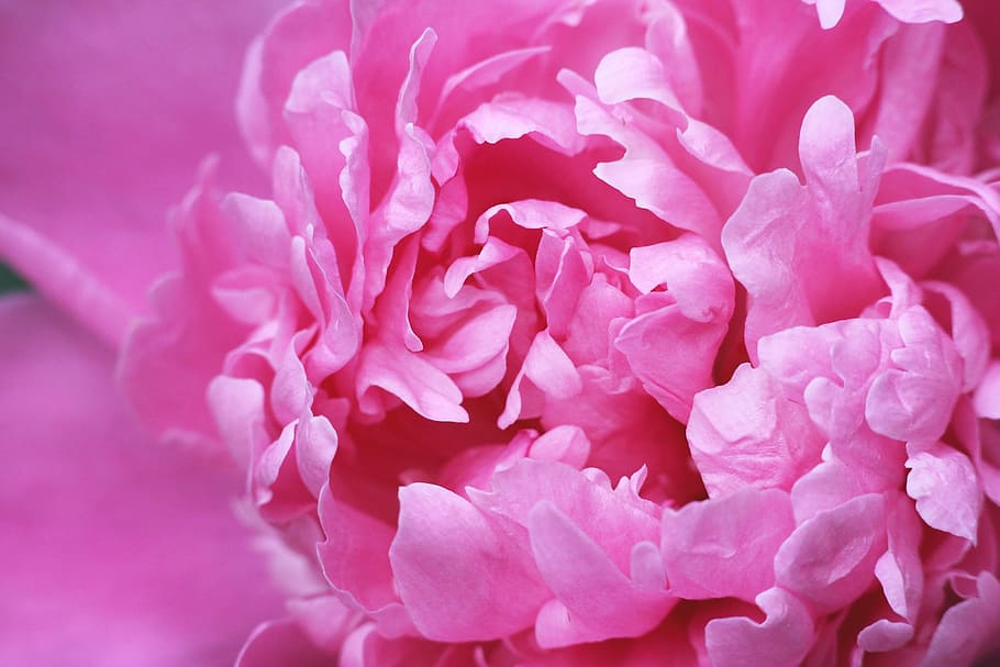 closed up photo of pink peony, flower, petals, spring, pink flower HD wallpaper