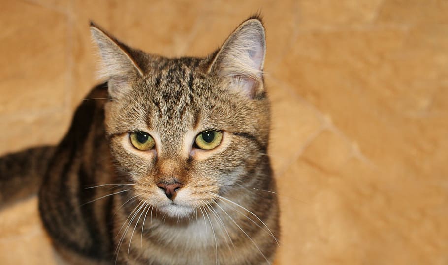 selective focus photo of brown tabby cat, domestic cat, animal, HD wallpaper