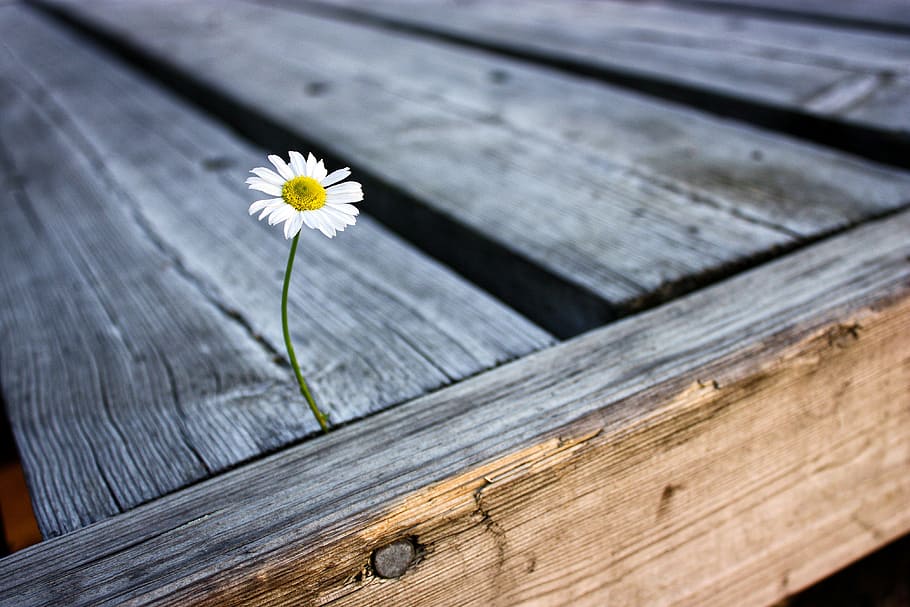 white chamomile on brown wooden surface close up photo, white Daisy HD wallpaper