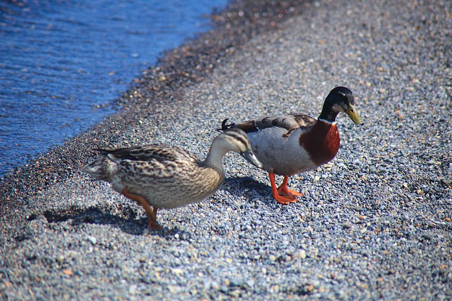 mandarin, ducks, lake, bird, animal, animal themes, vertebrate HD wallpaper