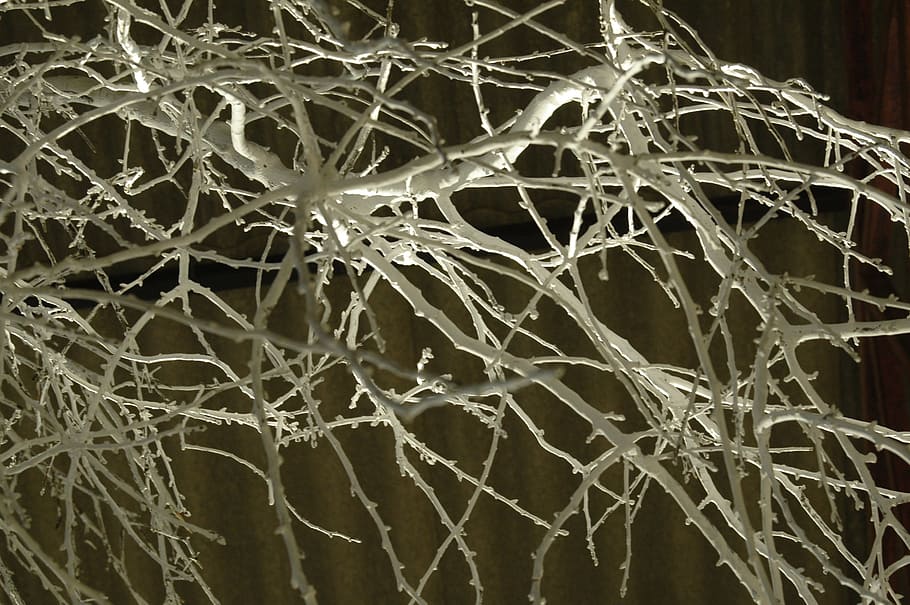 branches, tree, nature, winter, no people, close-up, indoors HD wallpaper