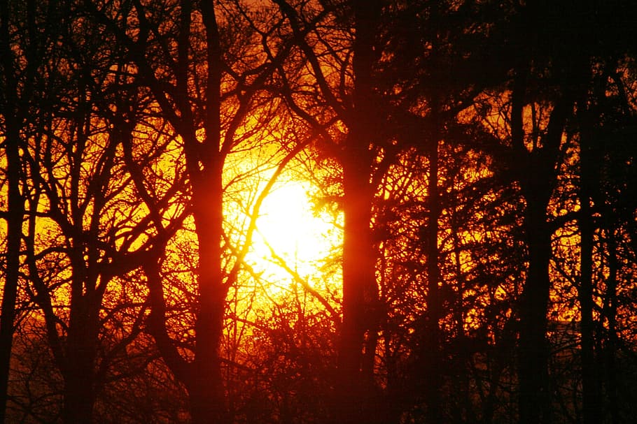 trees and sunset, glade, light, forest, landscape, plant, nature HD wallpaper