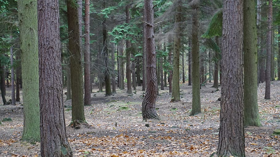 swinley, forest, england, tree, tree trunk, plant, tranquility HD wallpaper