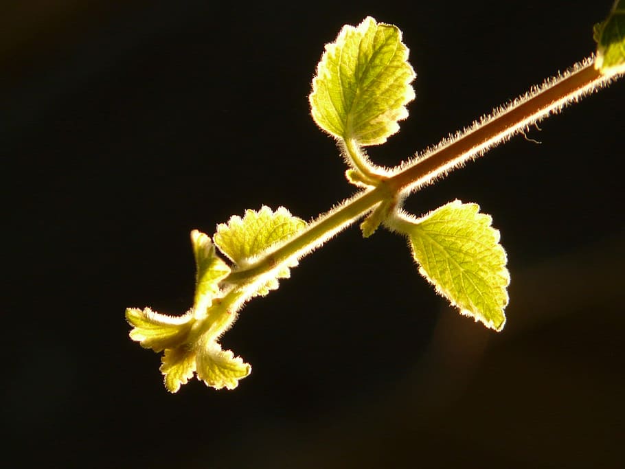 Plant, Leaf, Back Light, Stalk, Close, yellow, black background HD wallpaper