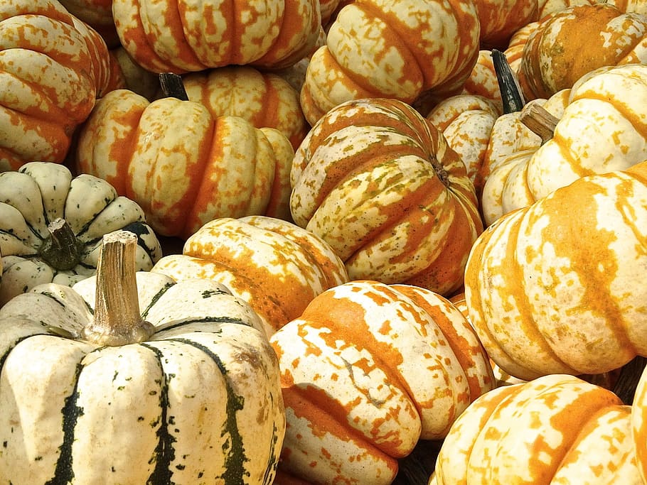 bunch of orange squash, pumpkin, gourd, decoration, structure HD wallpaper