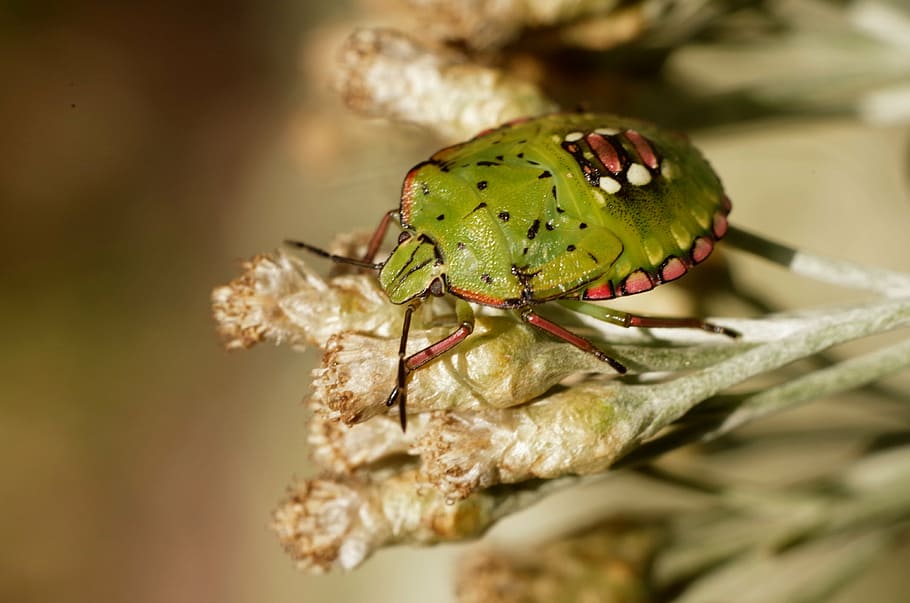 insect, macro, insects, arthropod, beetle, flower, summer, nature HD wallpaper