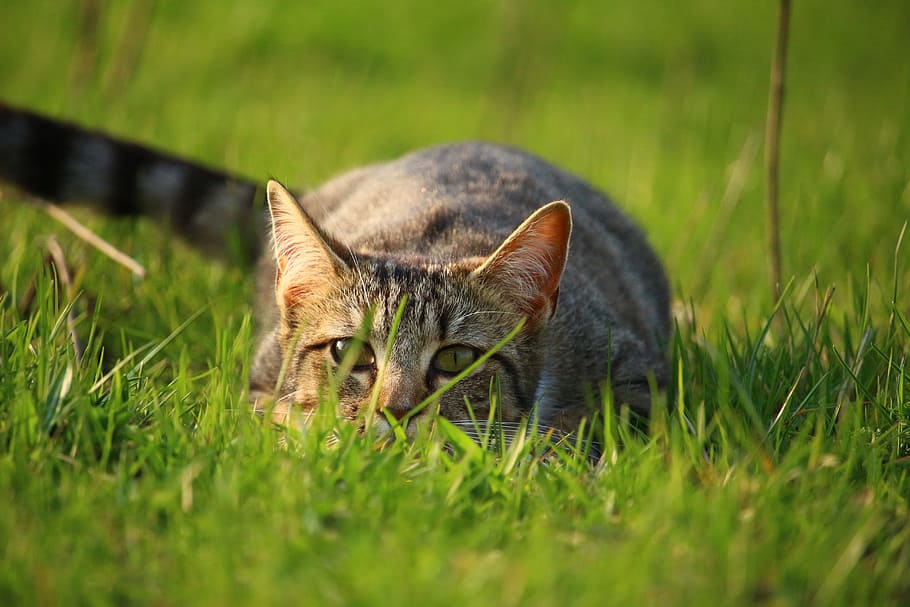 shallow focus photography of cat playing on grass field, mieze HD wallpaper