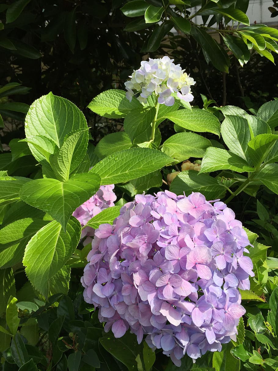 flowers, hydrangea, beautiful, plant, flowering plant, leaf HD wallpaper