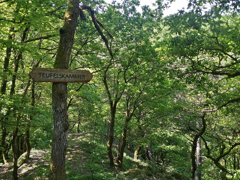 forest, hiking, dream path, eifel, pyrmonter, rock climbing HD wallpaper