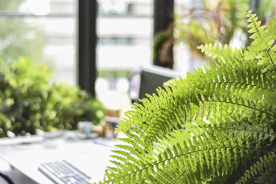 Workstation, selective focus photography of green Boston fern plant