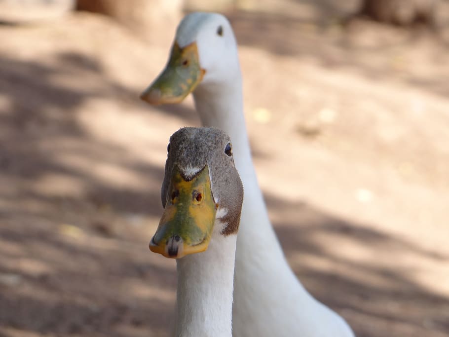 ducks, animals, wild, animal themes, vertebrate, animal wildlife HD wallpaper