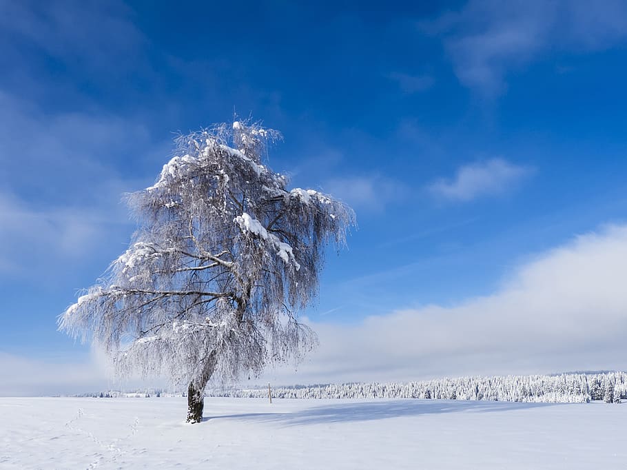 snow covered tree under blue sky, Wintry, Snowy, winter, nature HD wallpaper