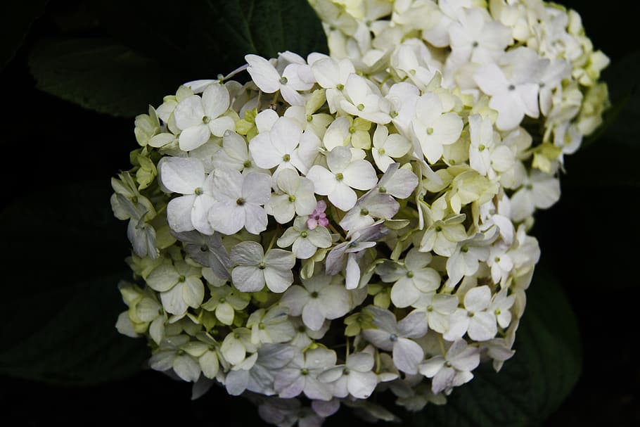flower, white, dark, flowering plant, beauty in nature, petal HD wallpaper