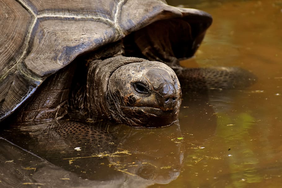 tortoise walking in body of water, giant tortoises, animals, panzer