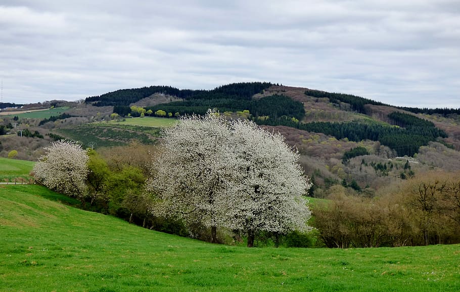 Blossom, Tree, Bloom, Spring, Luxembourg, field, agriculture HD wallpaper