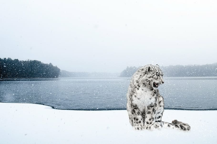 jaguar near body of water during daytime, snow leopard, irbis HD wallpaper