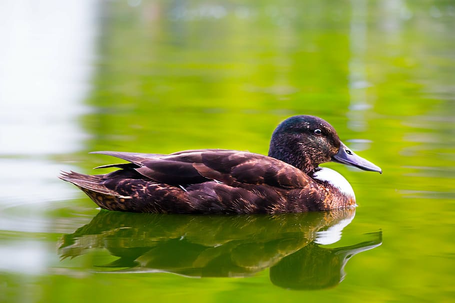 close-up, close-up view, duck, floating, water, wild, wild duck HD wallpaper