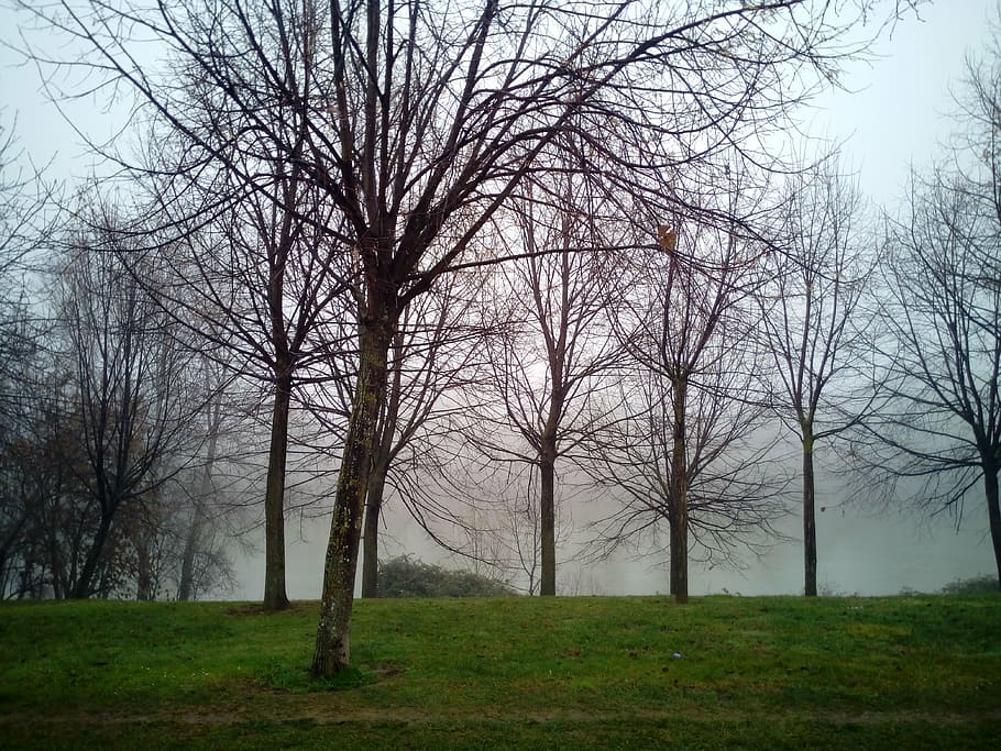 fog, mist, moisture, nature, trees, winter, cold, landscape HD wallpaper