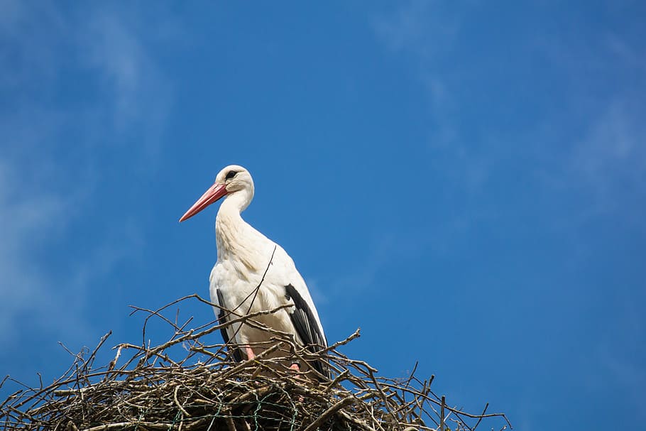 stork, storchennest, bird, animal, nature, sky, blue, bill, HD wallpaper