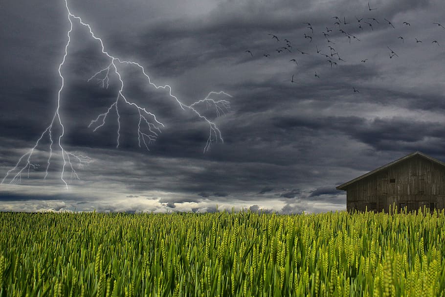 brown house beside field of green leaf plant with lightning HD wallpaper