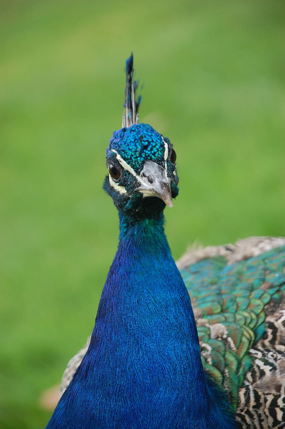 peacock, bird, animals, one animal, animal themes, animal wildlife HD wallpaper