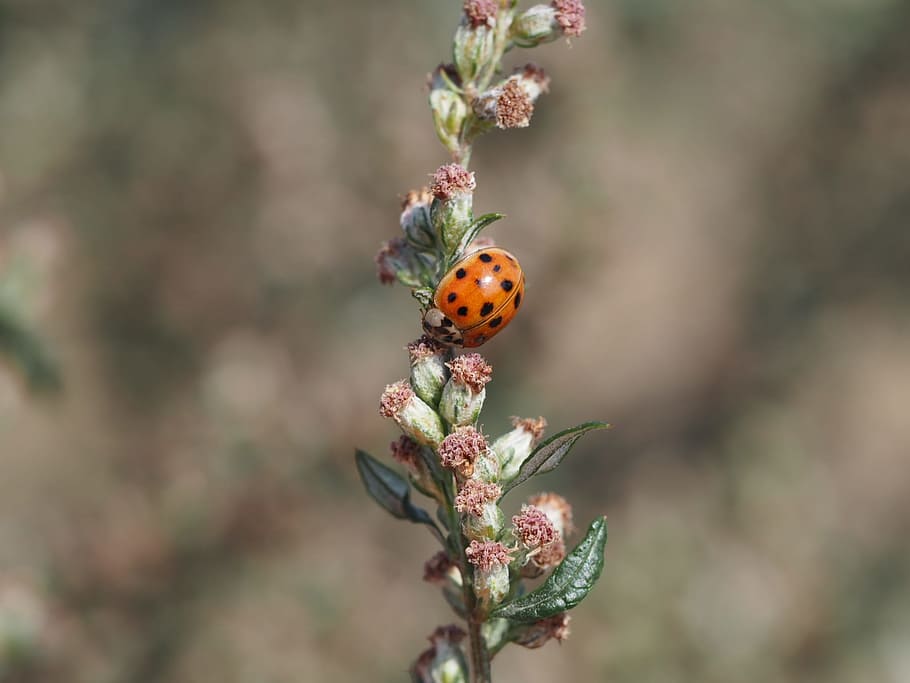 ladybug, insect, beetle, nature, flower, meadow, background HD wallpaper