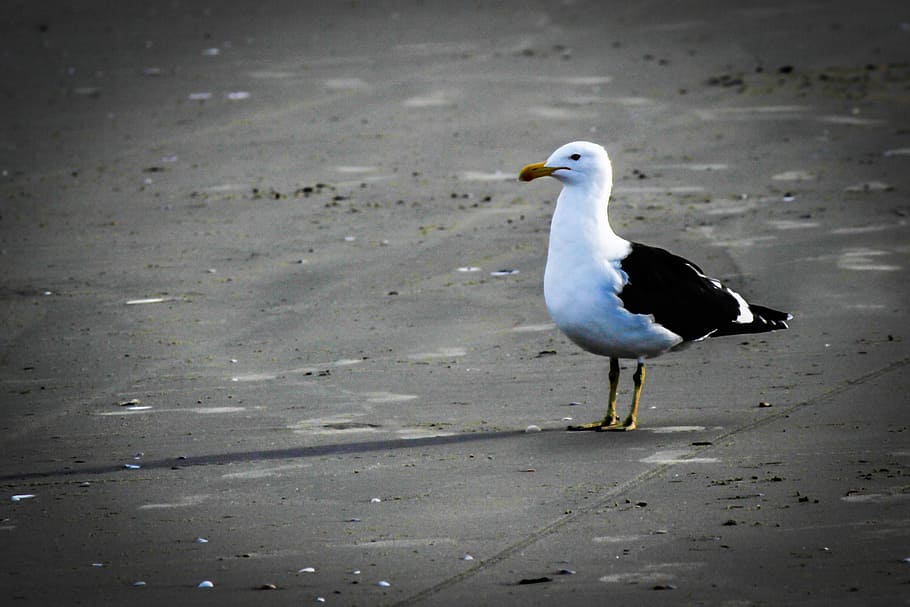 bird, beach, mar, sand, agua, orla, pelican, horizon, animal themes HD wallpaper