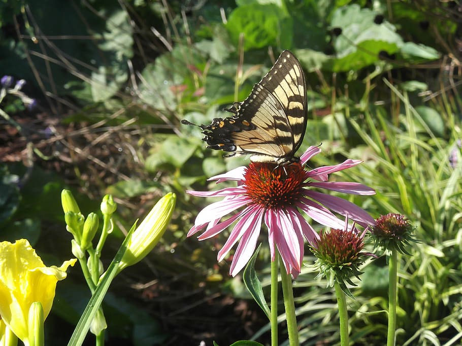 butterfly, flower, nature, spring, flowering plant, insect HD wallpaper