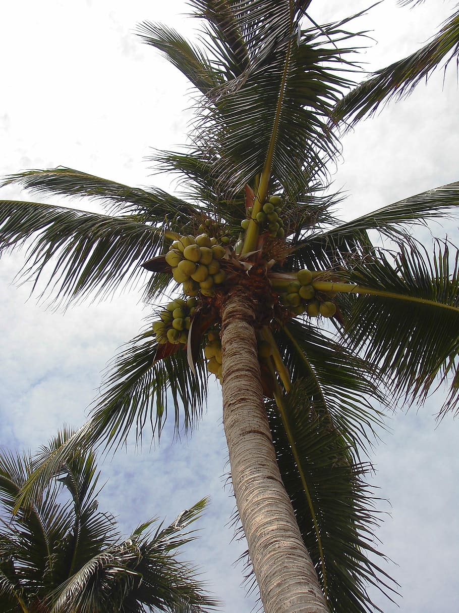 wedel, palm, leaf, green, leaves, pattern, tropischstrand, beautiful HD wallpaper
