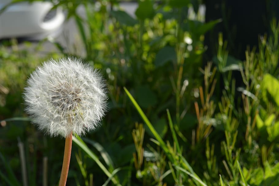 Dandelion, Flower, growth, fragility, plant, nature, freshness HD wallpaper