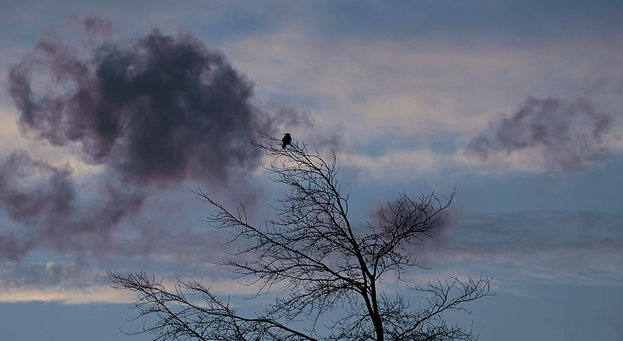 black bird breach on top of withered tree, dawn, winter, weather HD wallpaper