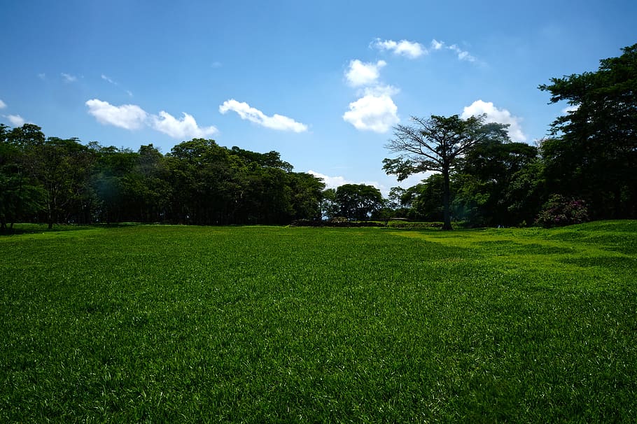 photography grass field, Landscape, Trees, Archeology, maya HD wallpaper