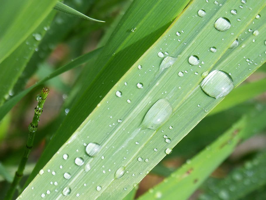 pearl, rain, rocio, leaf, drop, green color, wet, water, plant HD wallpaper