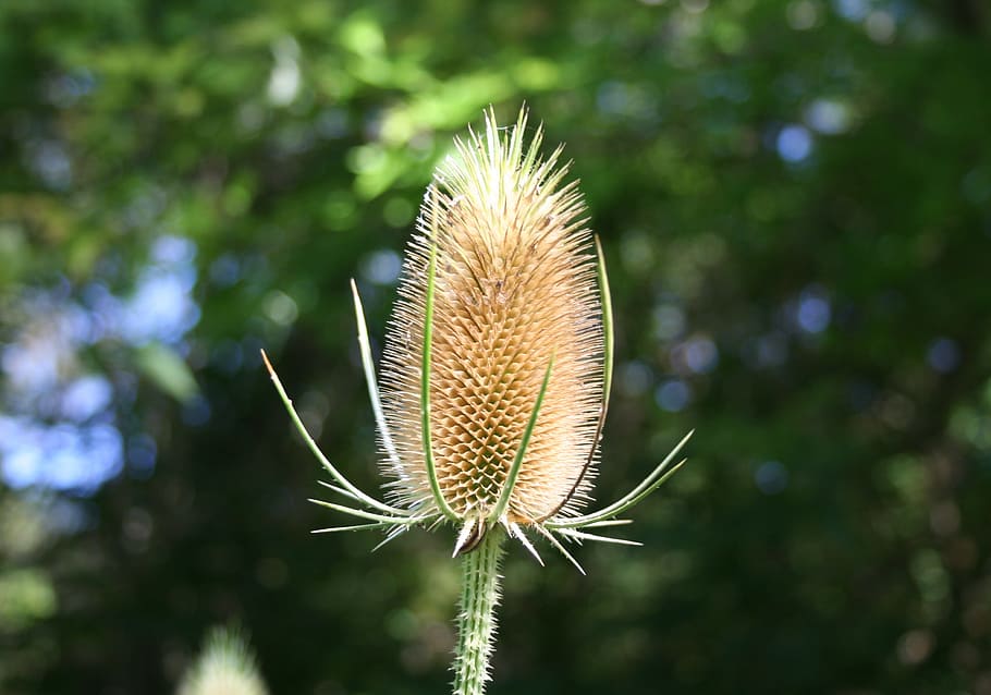 Teasels, Dipsacus, Prickly, Summer, autumn, seed, plant, nature HD wallpaper