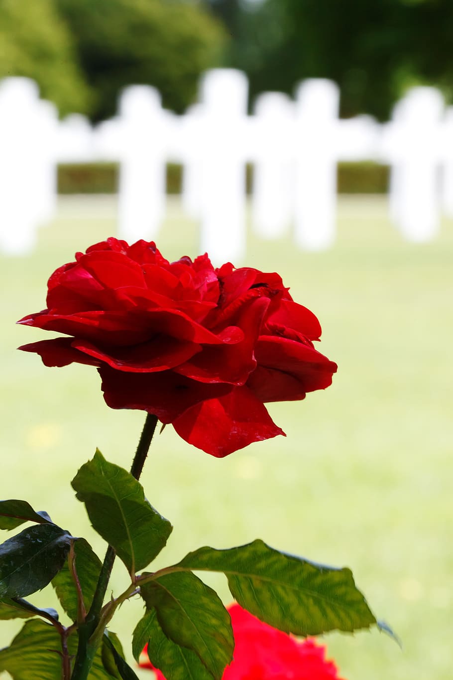 close-up photo of red rose in bloom, America, Army, Cemetery