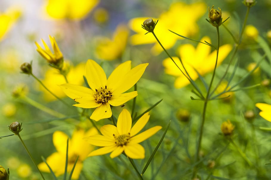 wild flower, spring, nature, floral, green, garden, bloom, natural HD wallpaper
